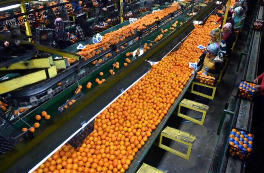  La UNIÓ denuncia augment del 90% en alertes europees per matèries actives no autoritzades en hortofructícoles importats